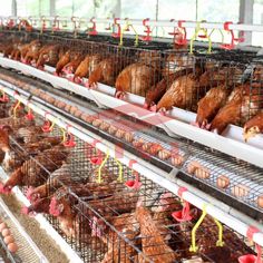 Cara Memulai Bisnis Peternakan Ayam