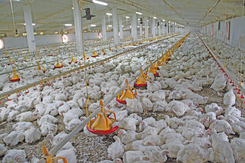 Cara Memulai Bisnis Peternakan Ayam