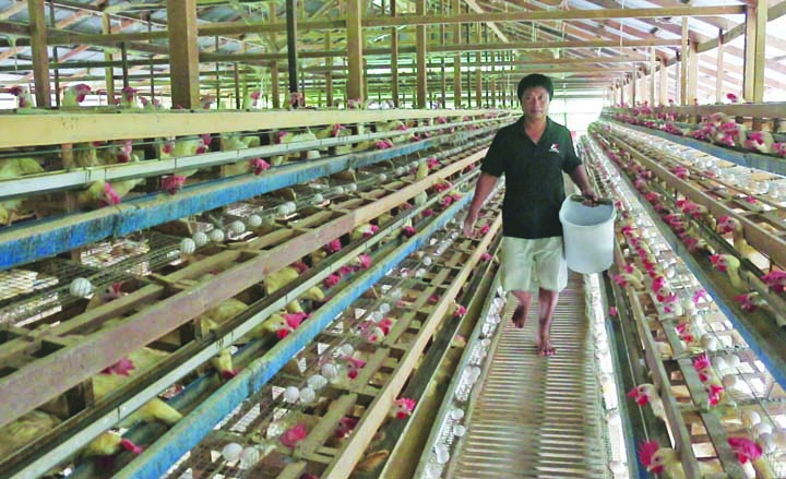 Tips Industri Ayam Selama Krisis Global