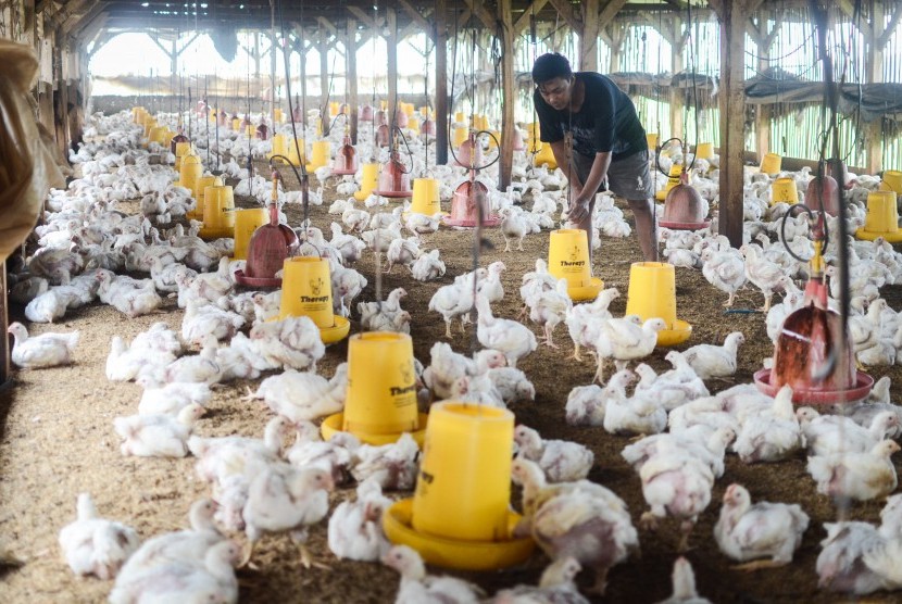 Kementerian Mendorong Masyarakat Untuk Membeli Ayam Dari Peternak