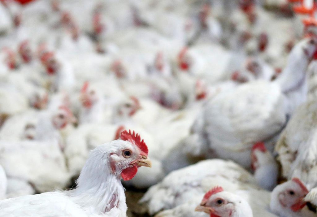 Pemerintah Brazil Meminta Investigasi Mengenai Peternakan Ayam Broiler Indonesia