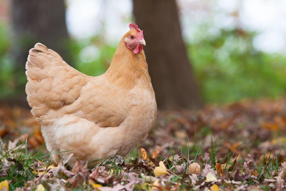 Berbagai Jenis Ayam Paling Populer 