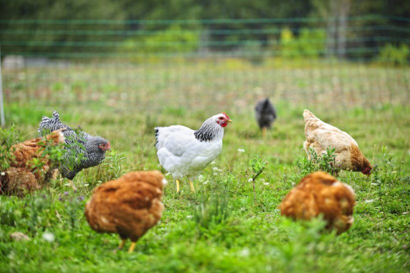Opsi Diversifikasi Ayam Pedaging Baru Untuk Produsen Telur