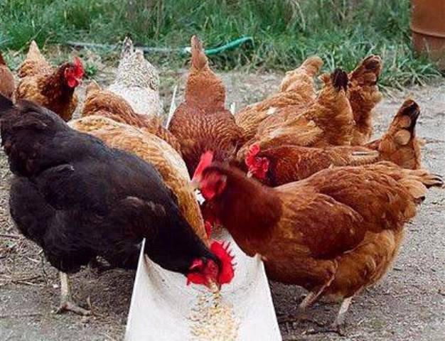 Mendapat Penghasilan Tambahan dari Memelihara Ayam