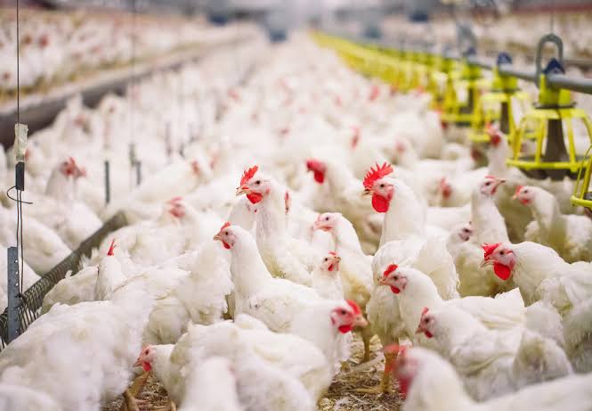 Permintaan Ayam Indonesia Meningkat