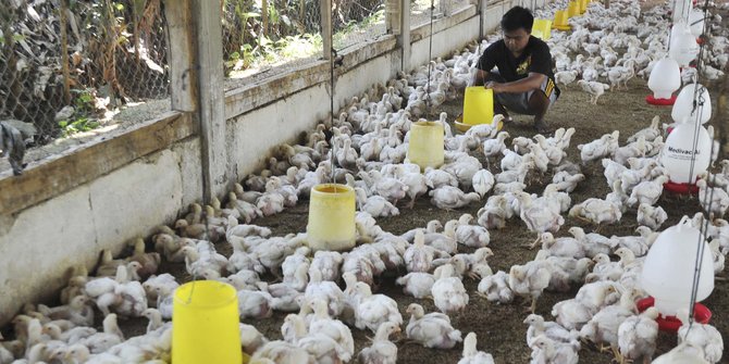 Tips Industri Ayam Selama Krisis Global