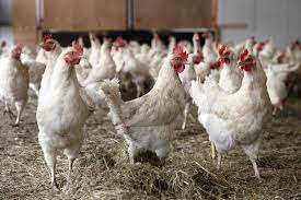 Bisnis Ayam Paling Menjanjikan Saat Ini Di Indonesia