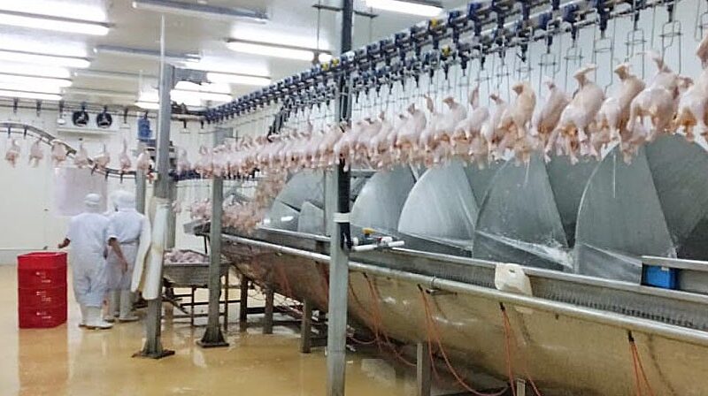 Peran Keamanan Pangan dalam Industri Ayam Indonesia
