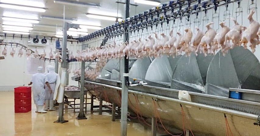 Peran Keamanan Pangan dalam Industri Ayam Indonesia