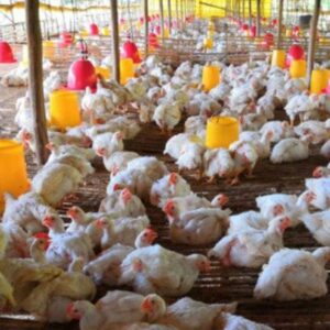 Mengembangkan Bisnis Ayam Setelah Pandemi Di Tahun Ini