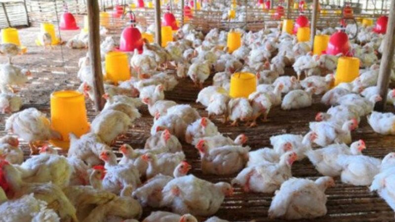 Mengembangkan Bisnis Ayam Setelah Pandemi Di Tahun Ini