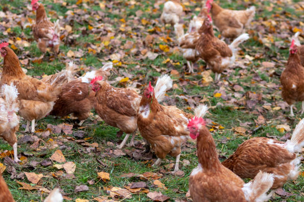 Ayam Organik Keberlanjutan dan Daya Tarik Konsumen