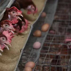 Pengaruh Bisnis Ayam Terhadap Pertumbuhan Ekonomi Indonesia