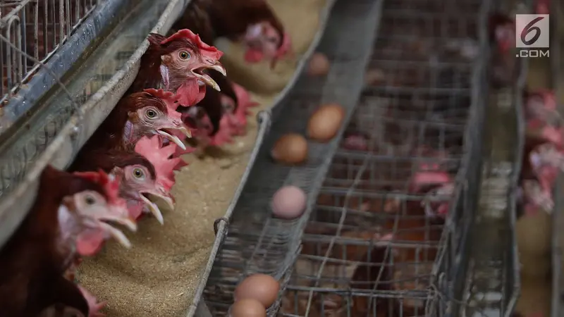 Pengaruh Bisnis Ayam Terhadap Pertumbuhan Ekonomi Indonesia