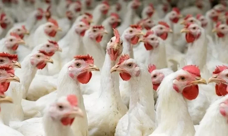 Lima Hal Yang Harus Di Hindari saat Berbisnis Ayam