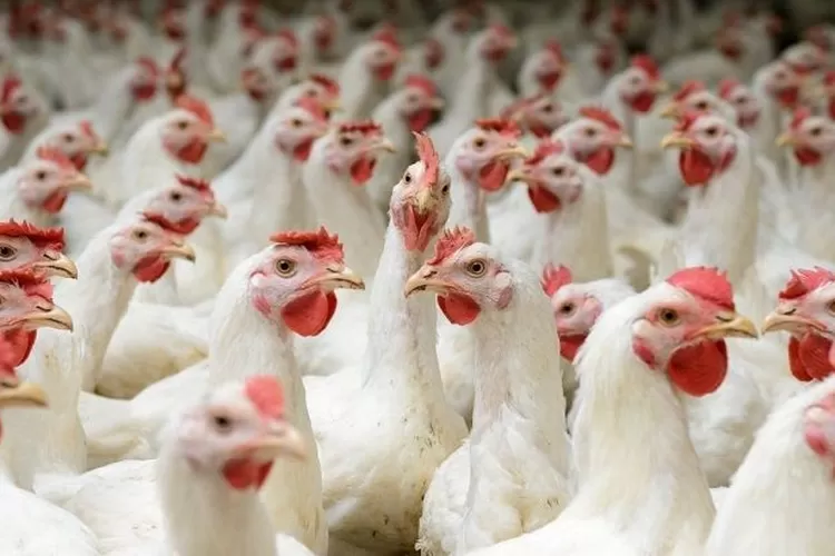 Lima Hal Yang Harus Di Hindari saat Berbisnis Ayam