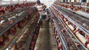 Kemitraan Industri Ayam dan Restoran Di Indonesia