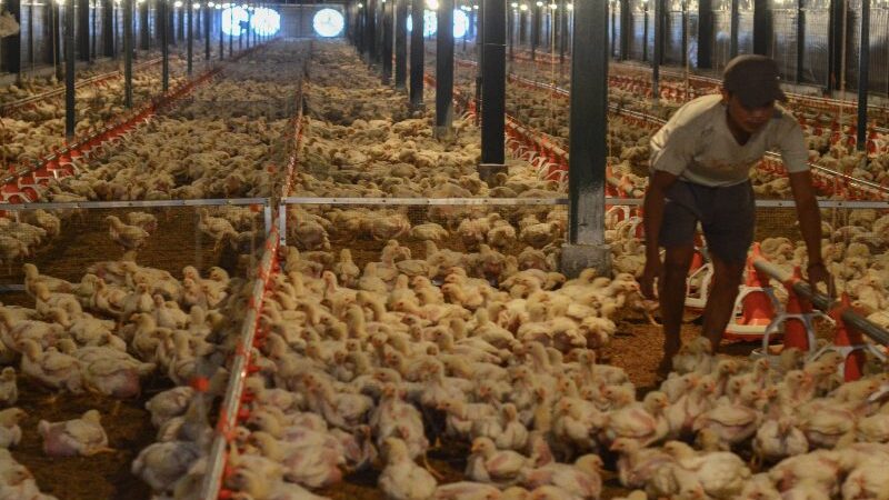 Menggali Peluang Pasar Global untuk Produk Ayam