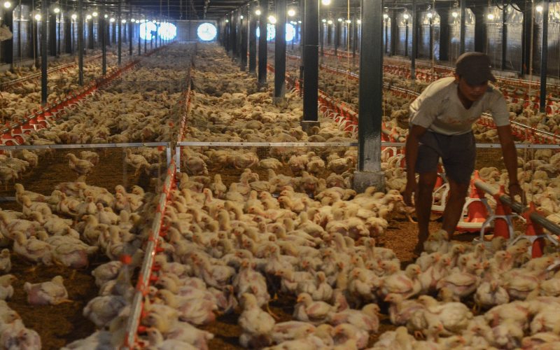 Menggali Peluang Pasar Global untuk Produk Ayam
