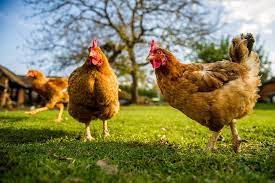Pemahaman Konsumen Kunci Sukses Bisnis Ayam