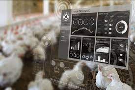 Inovasi Teknologi dalam Produksi Ayam Transformasi Bisnis