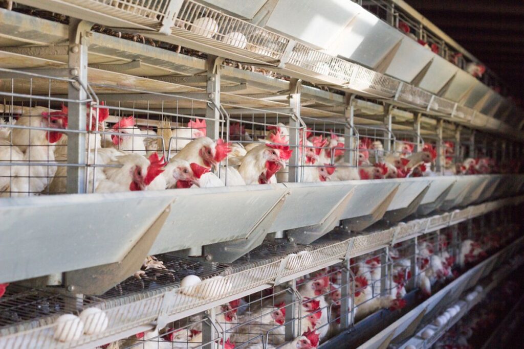 Revitalisasi Peternakan Ayam Strategi Menuju Keberlanjutan