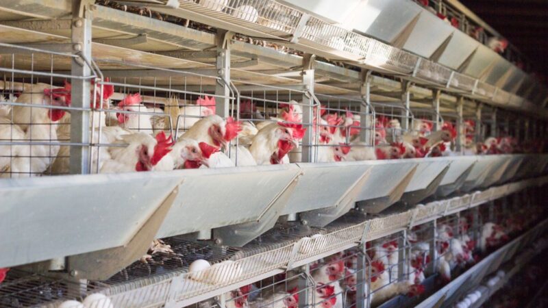 Revitalisasi Peternakan Ayam Strategi Menuju Keberlanjutan