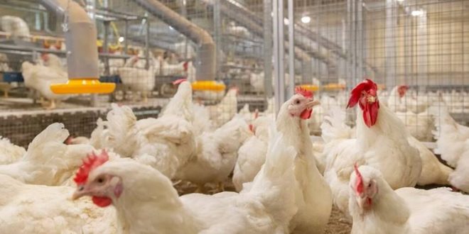 Industri Ayam yang Meningkat Pesar Tahun 2023