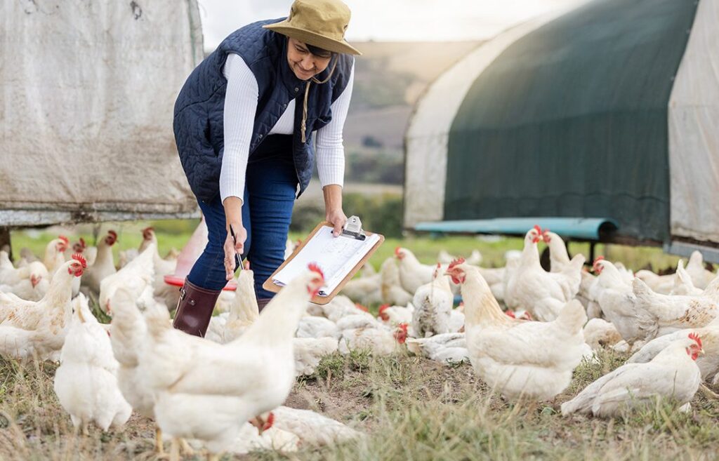 Strategi Manajemen Risiko untuk Bisnis Ayam yang Berhasil