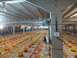 Pasar Penjualan Ayam Di seluruh Dunia Melonjak Tinggi