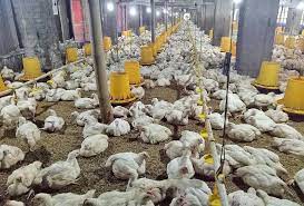 Pasar Ayam Beku Tren dan Potensi Pertumbuhan