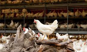 Kendala Yang Sering Di Alami Dalam Industri Ayam